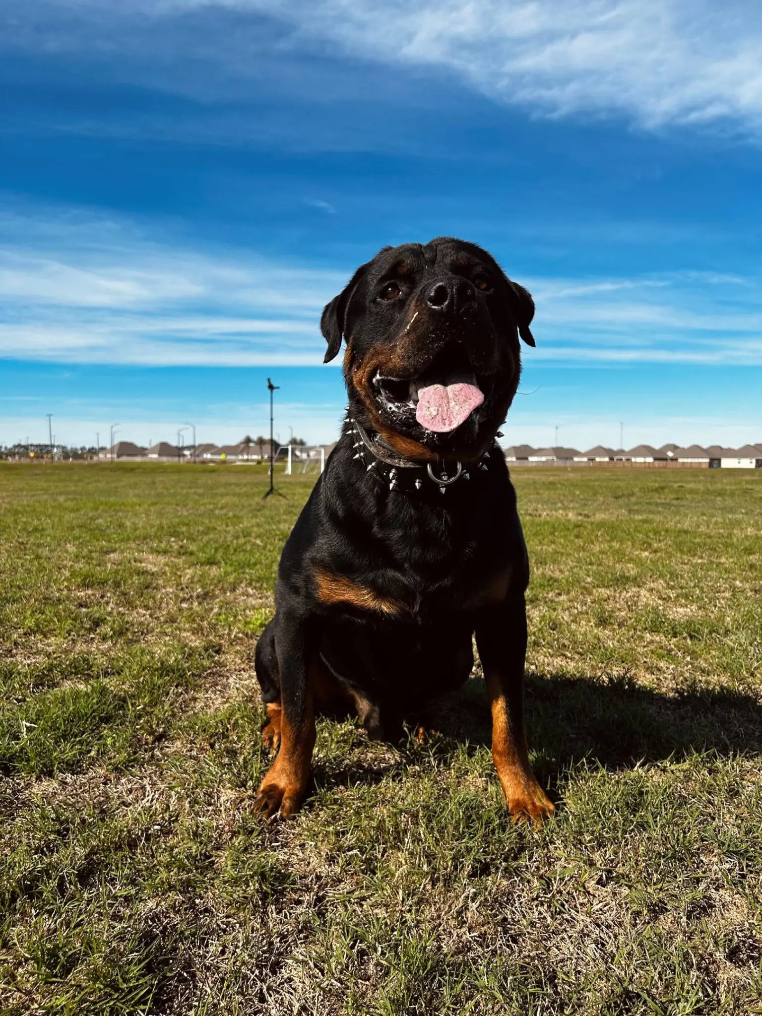 Fleur De Lis K9 Academy training photo