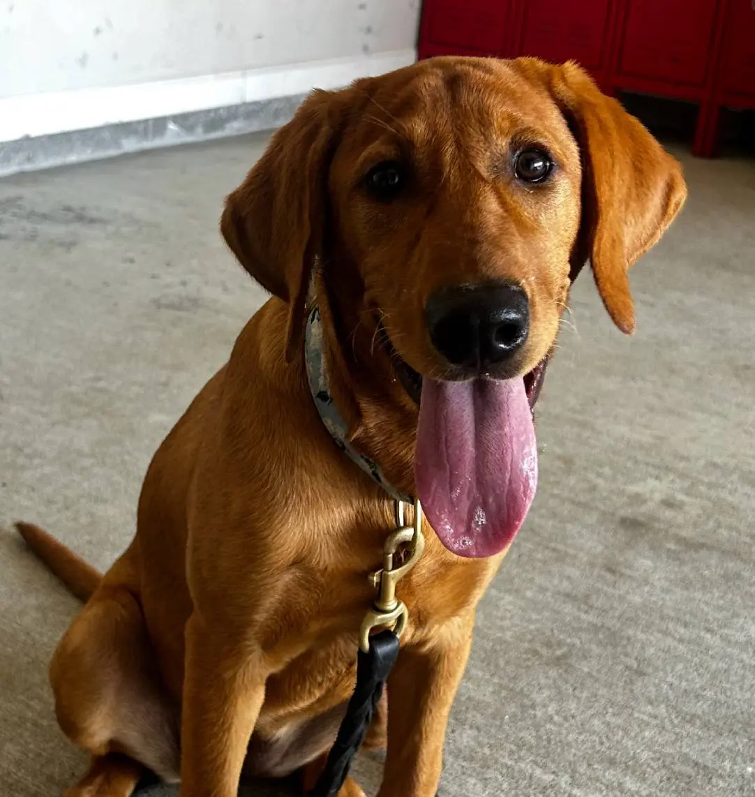 Fleur De Lis K9 Academy training photo