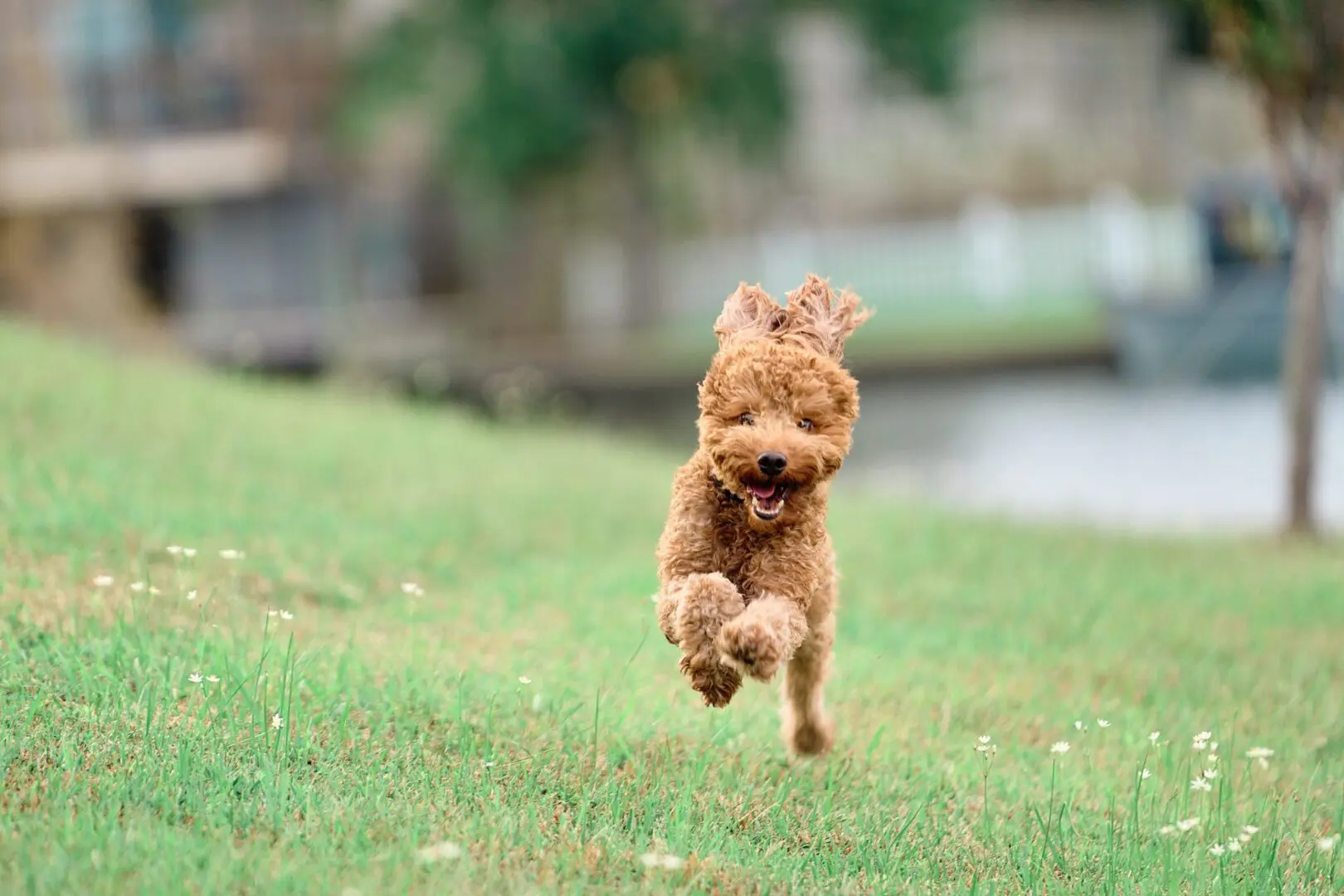 Fleur De Lis K9 Academy training photo