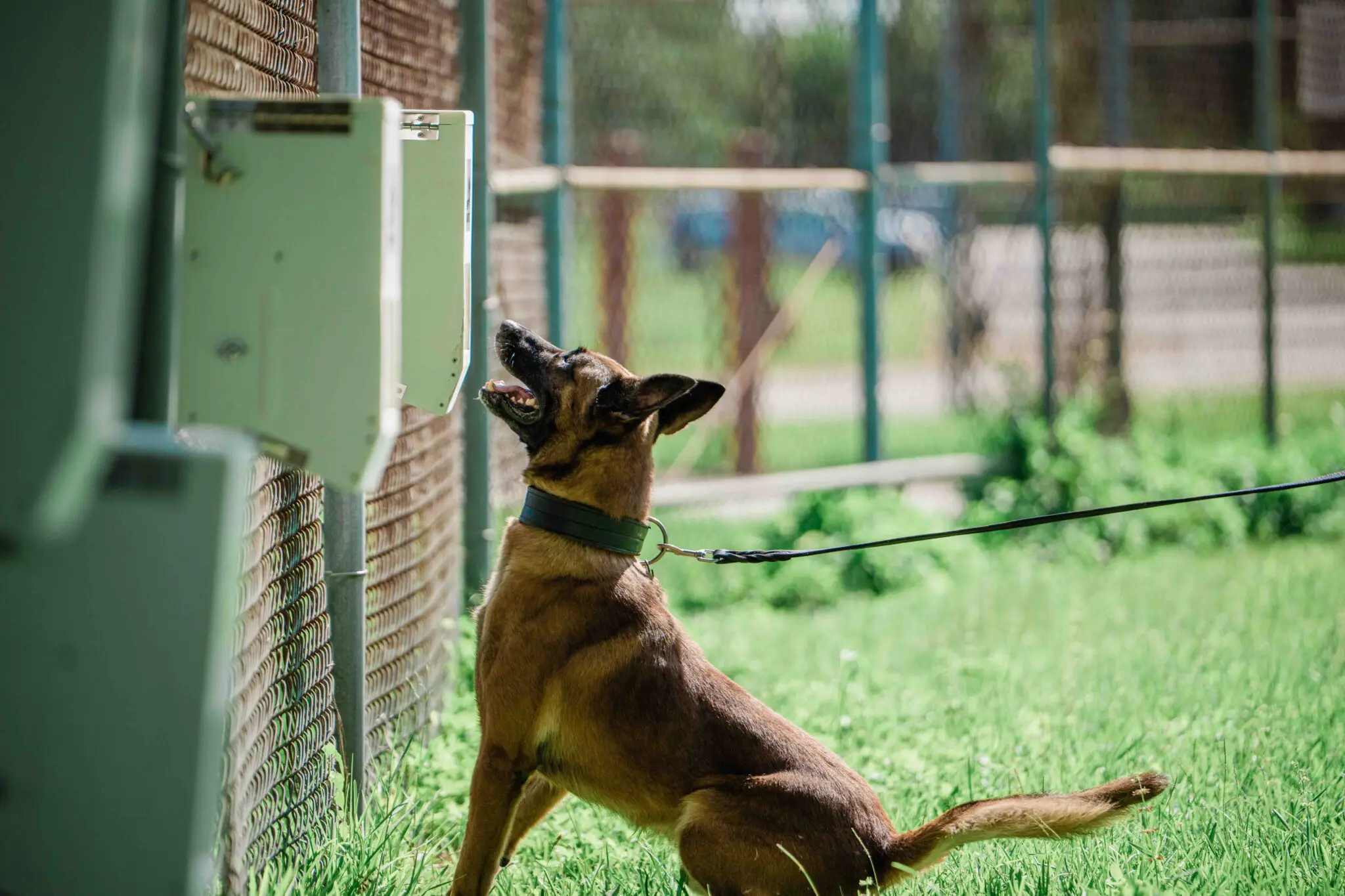 Fleur De Lis K9 Academy training photo