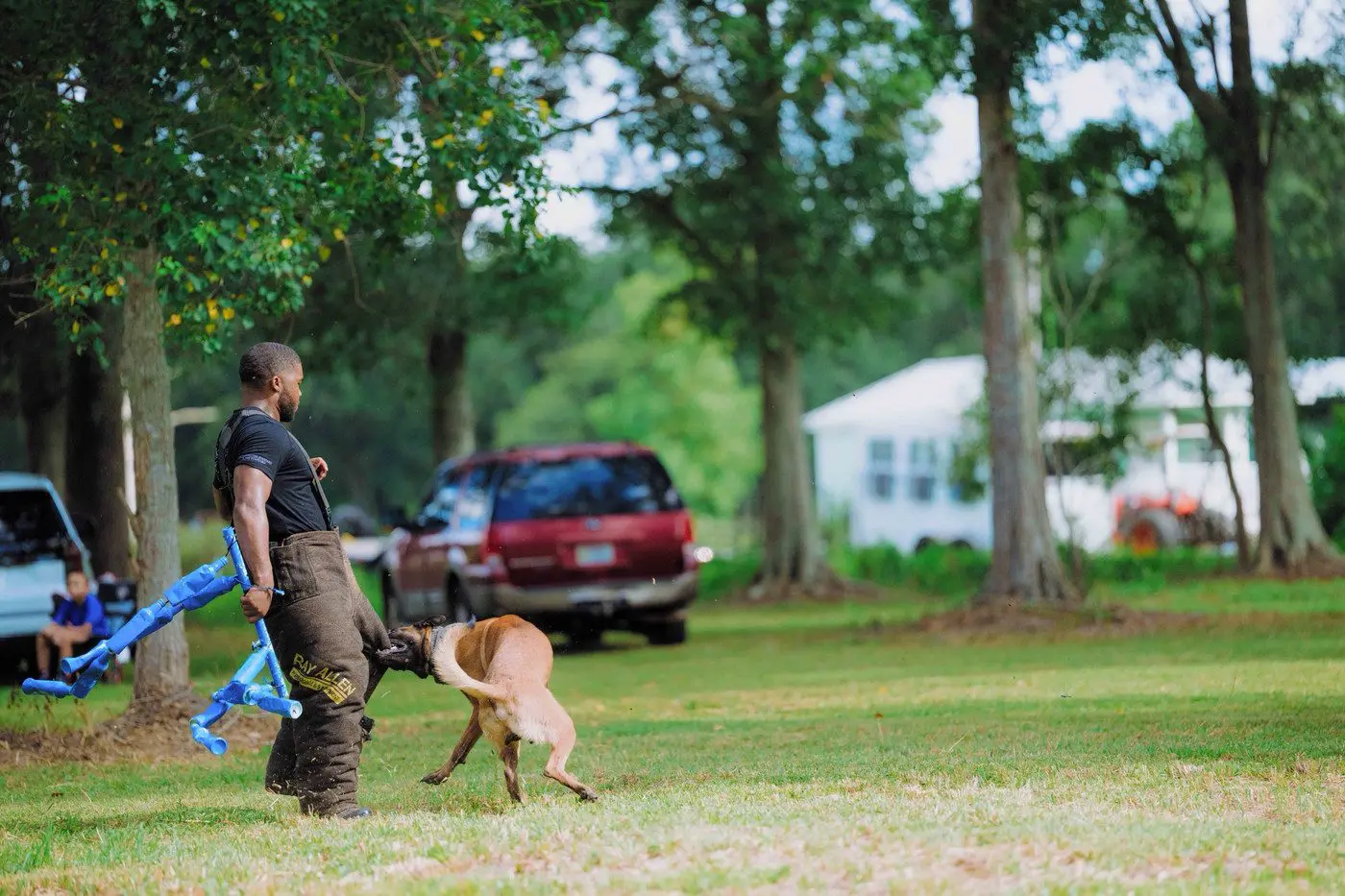 A working K9 in a training exercise on a grass field