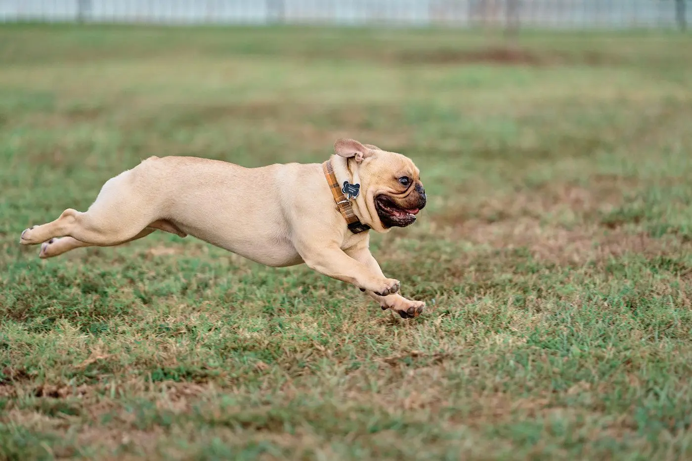 A French bulldog sprinting across the grass